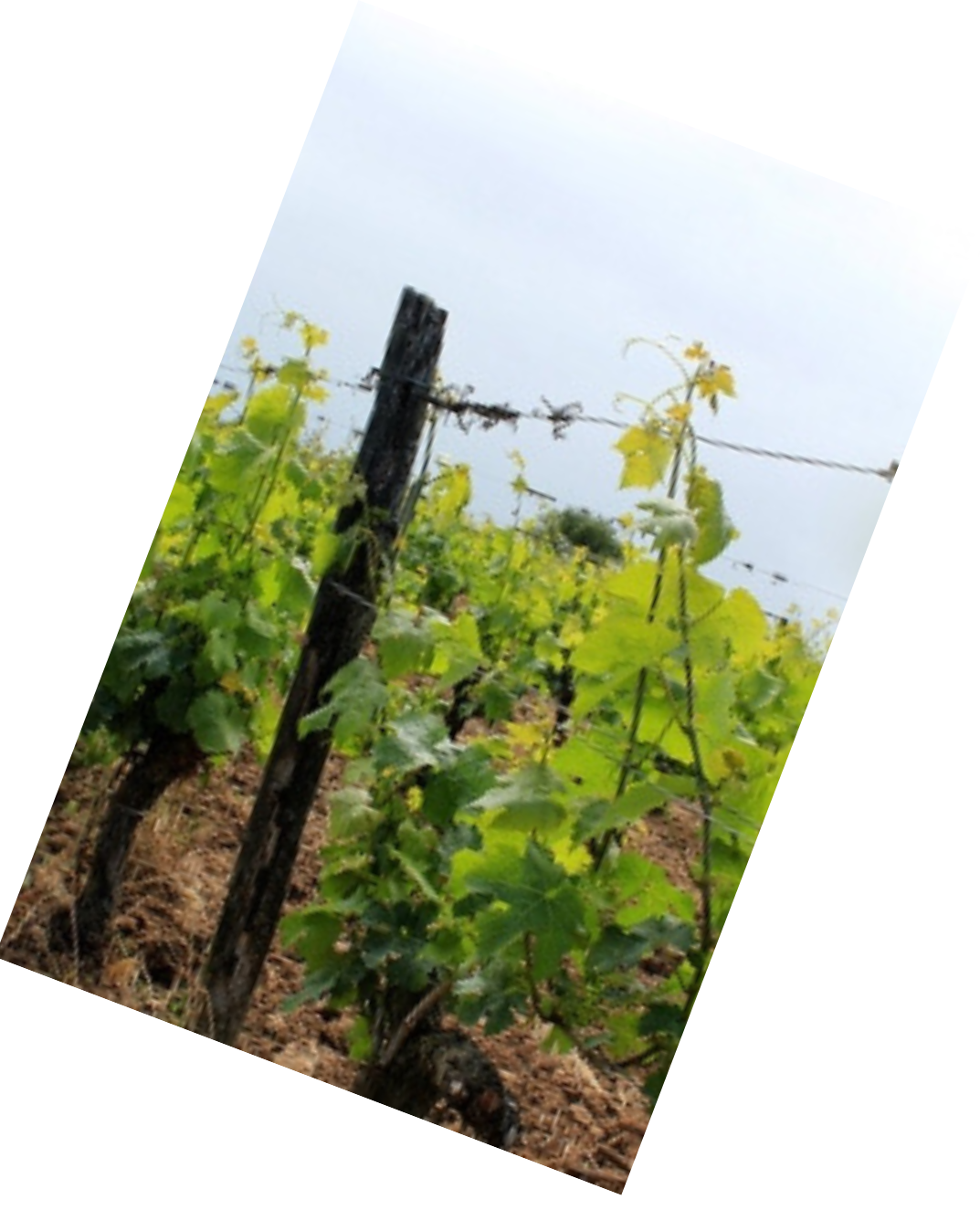 Vinification